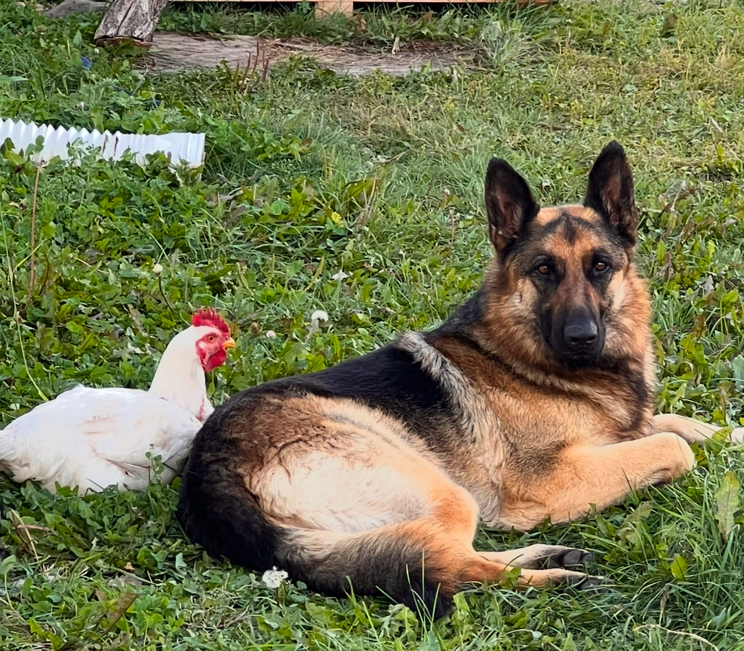 Whole Chickens Pre Order deposit