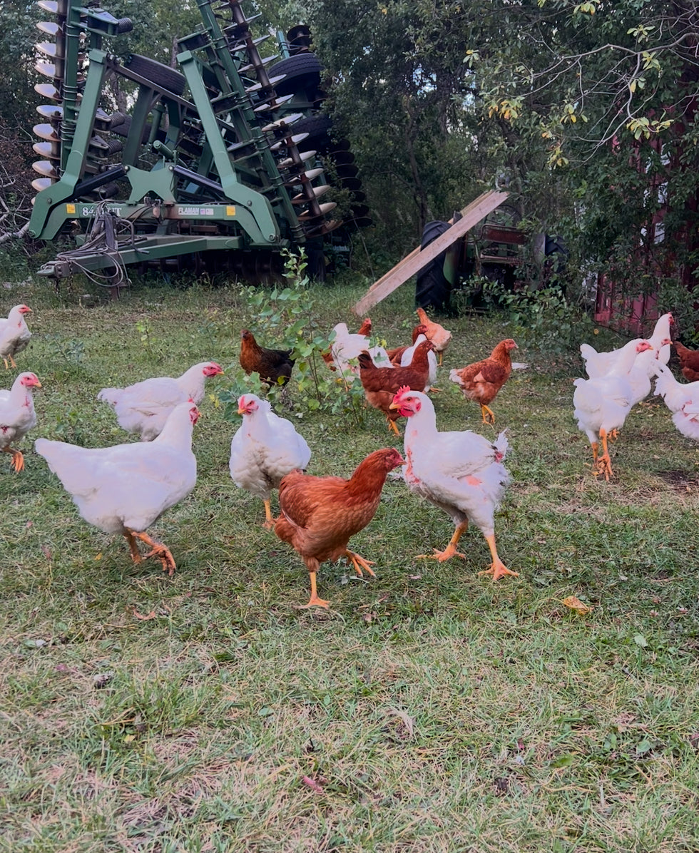 Whole Chickens Pre Order deposit