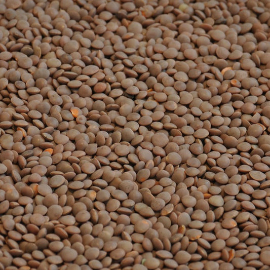 Organic Whole Red Lentils