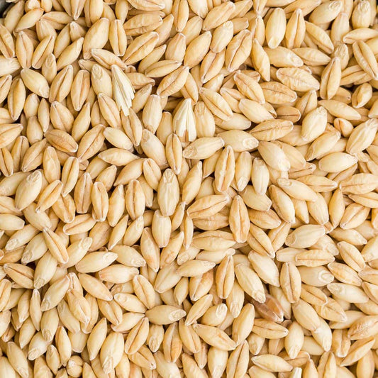 Organic Hulless Barley