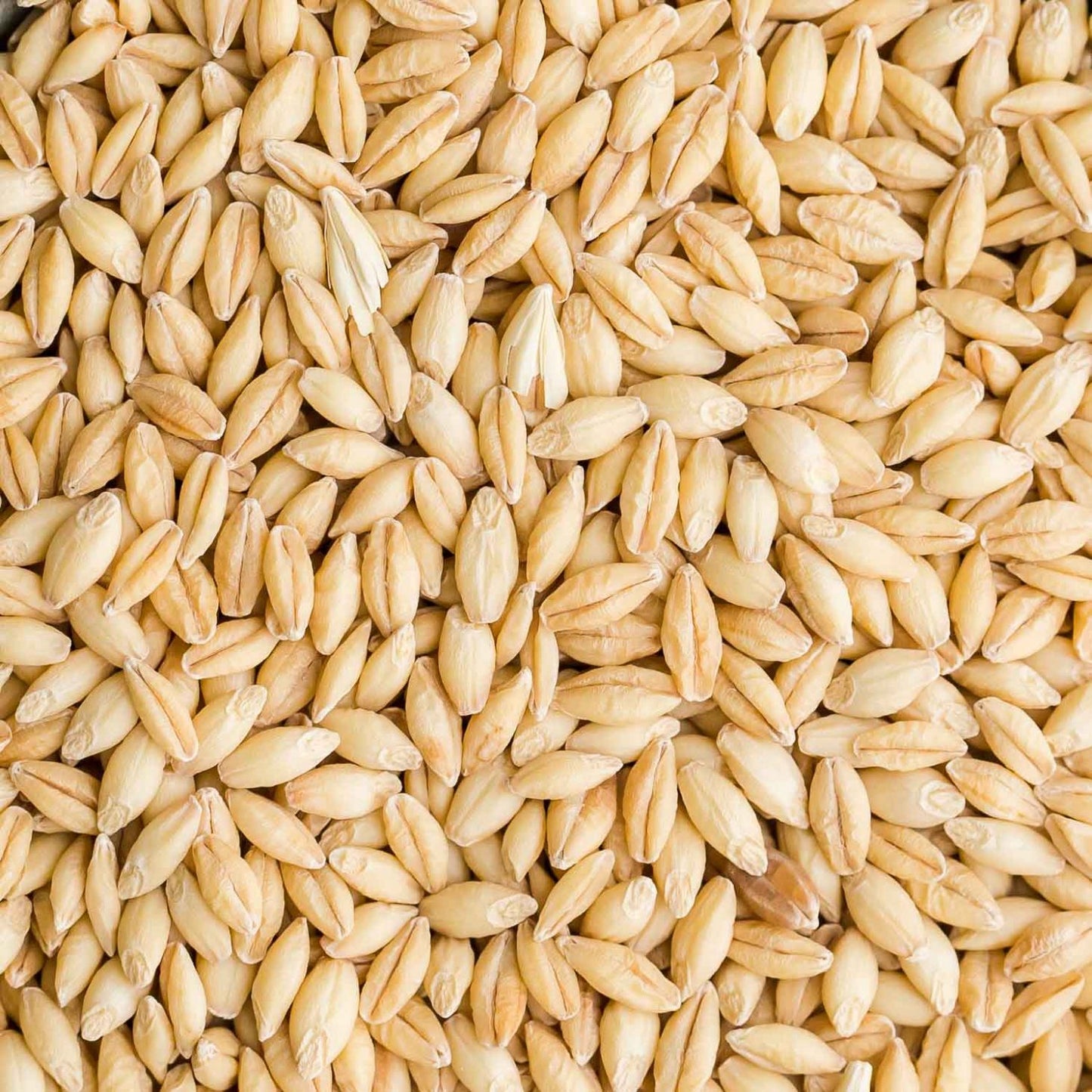 Whole grain organic hulless barley ideal for soups, stews, or milling, grown without pesticides