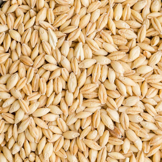 Whole grain organic hulless barley ideal for soups, stews, or milling, grown without pesticides