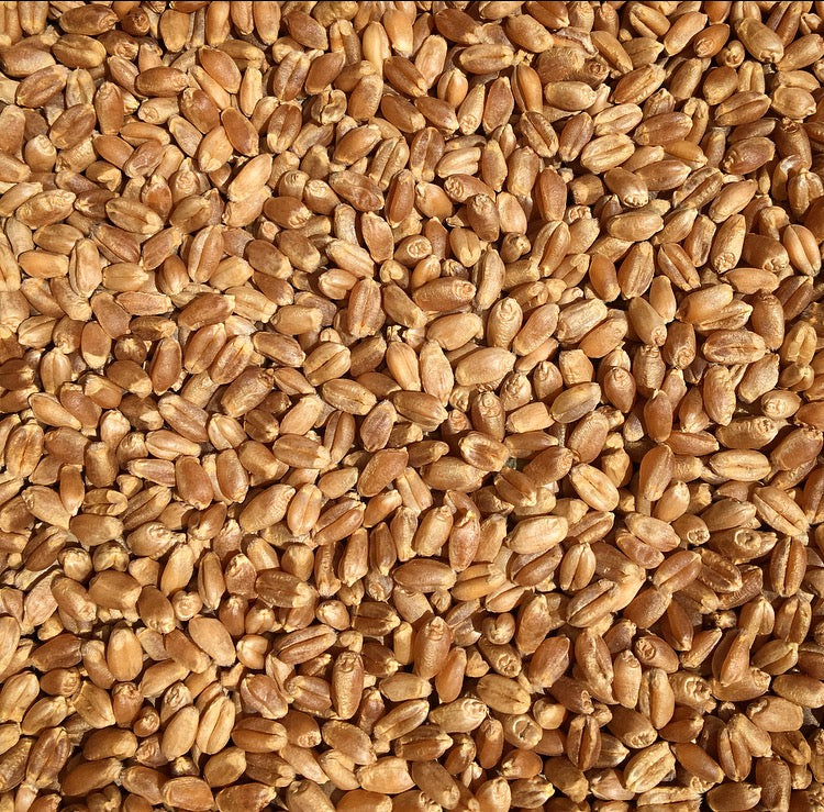 High-protein organic hard red spring wheat berries suitable for home milling or baking