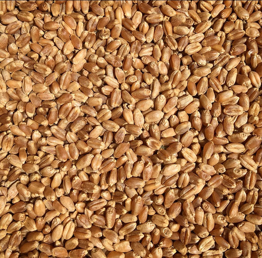 High-protein organic hard red spring wheat berries suitable for home milling or baking