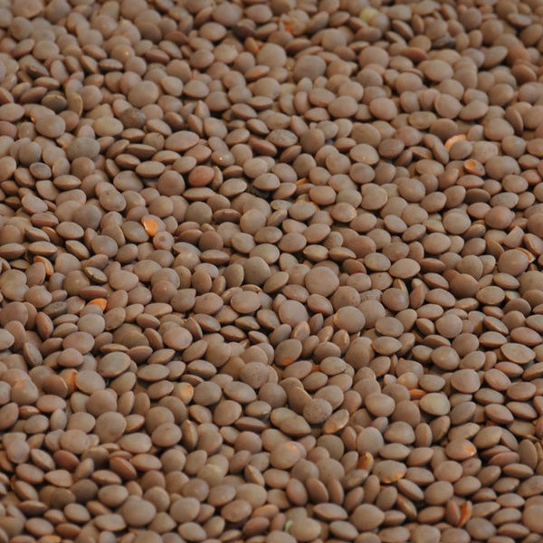 Whole red lentils organically grown for fast-cooking, nutritious meals
