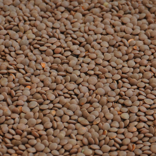 Whole red lentils organically grown for fast-cooking, nutritious meals