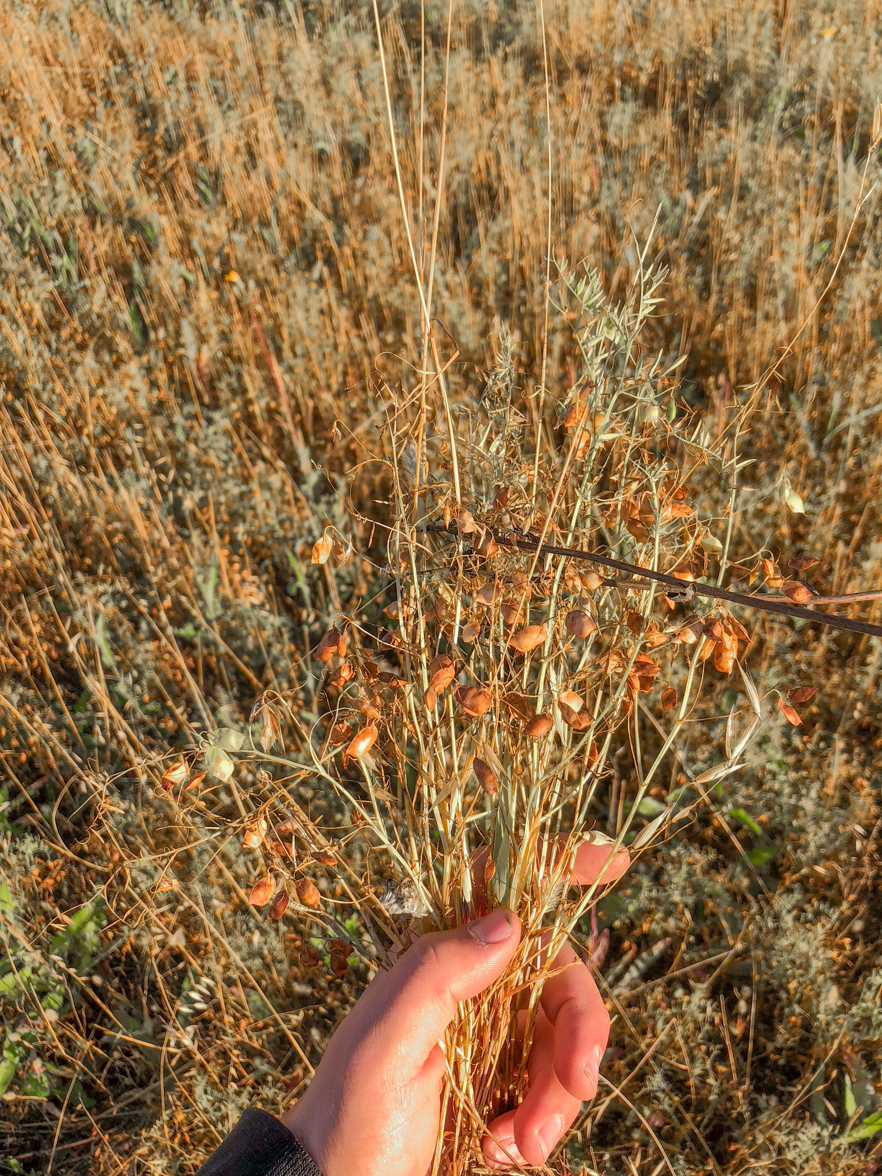 Organic green black and red lentils grown in Saskatchewan Canada by Living Skies Organics
