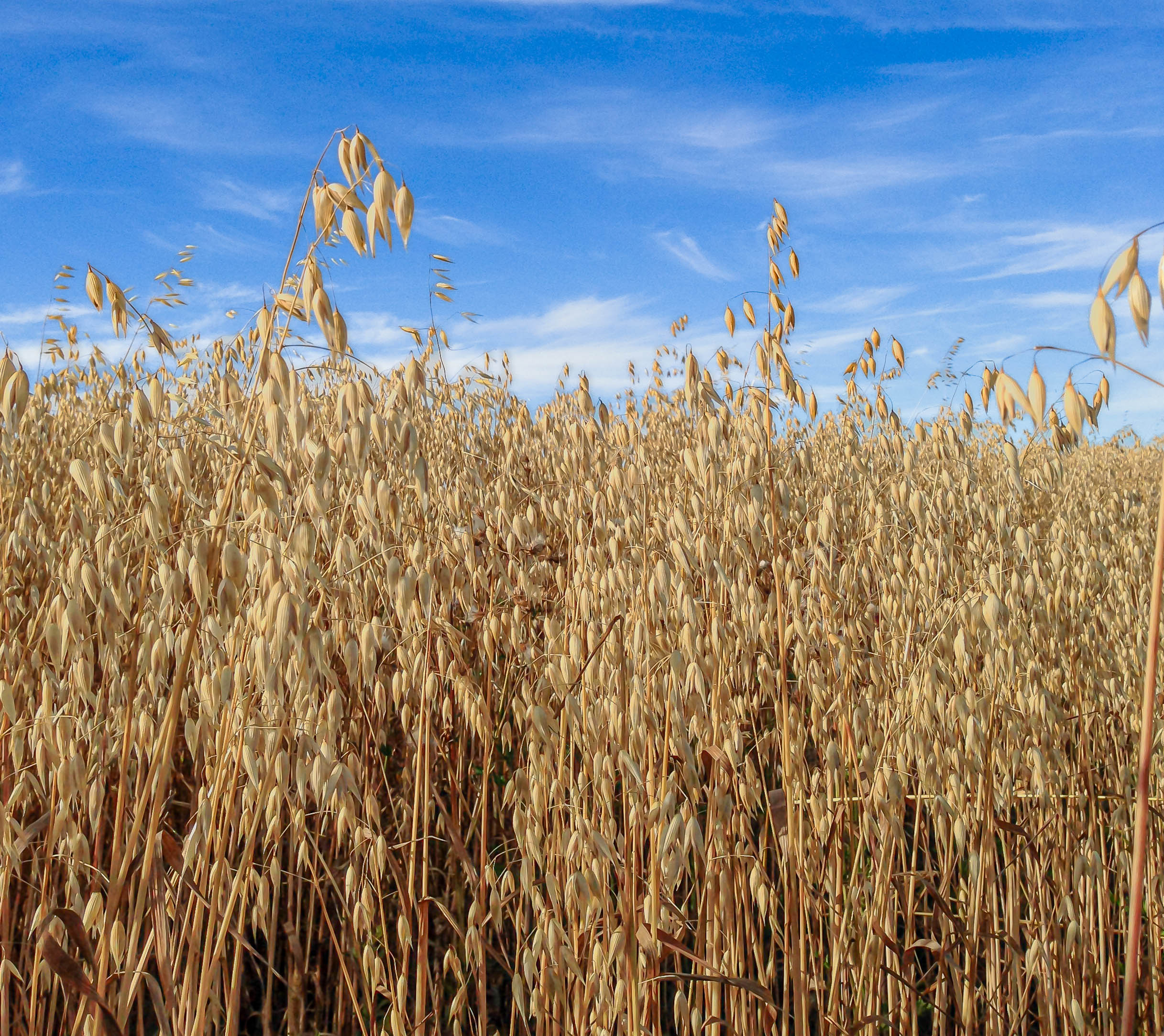 organic oats from Living Skies Organics, grown in Saskatchewan, Canada