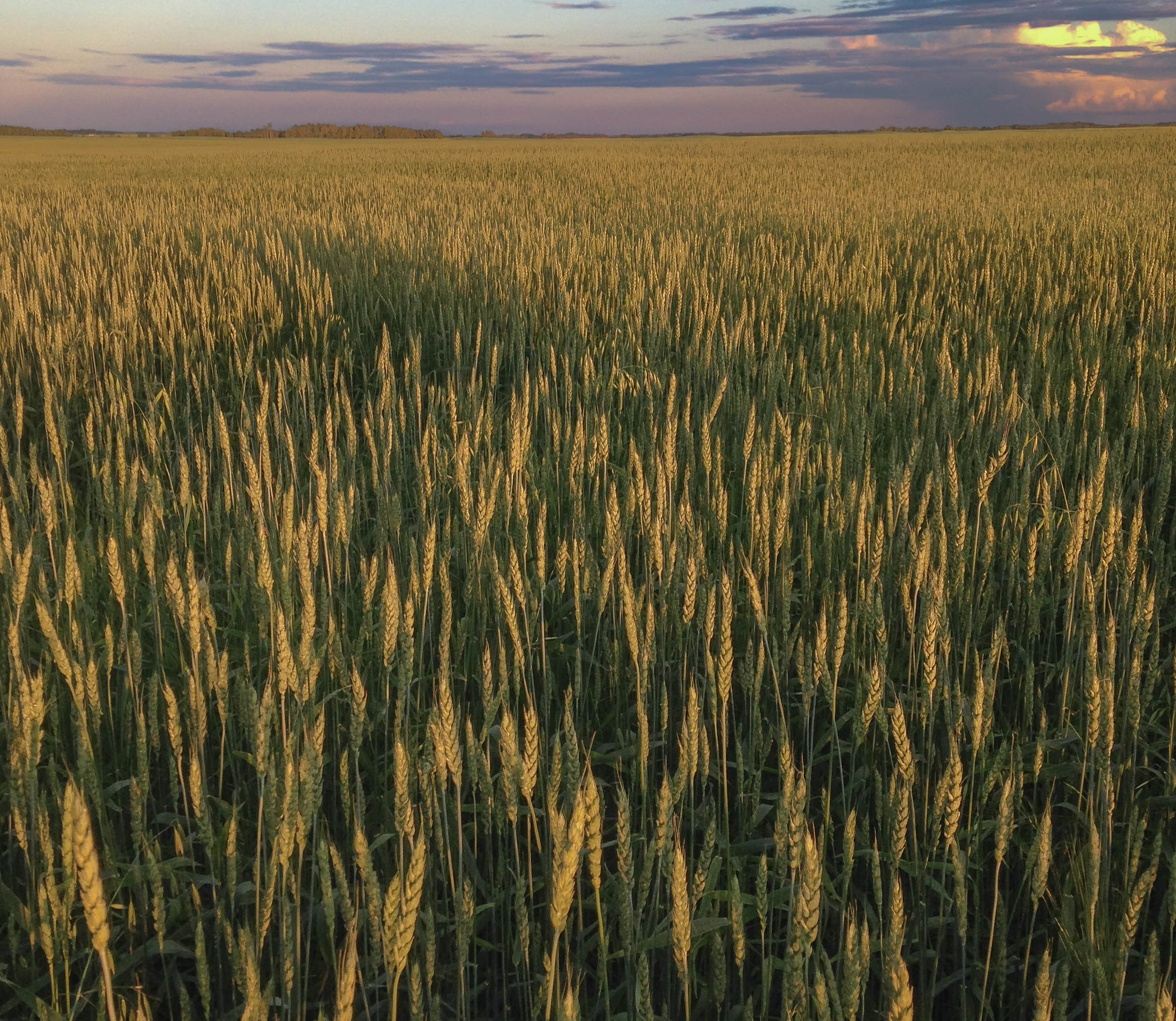 Certified organic wheat berries harvested in Saskatchewan Canada by Living Skies Organics